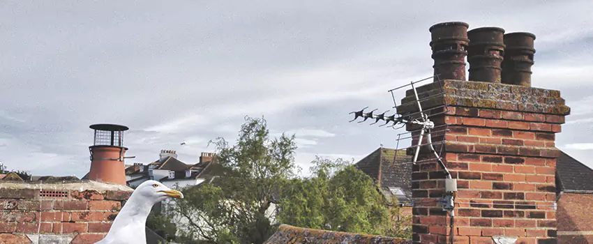 Chimney Cleaning And Restoration in Chalmette, Louisiana